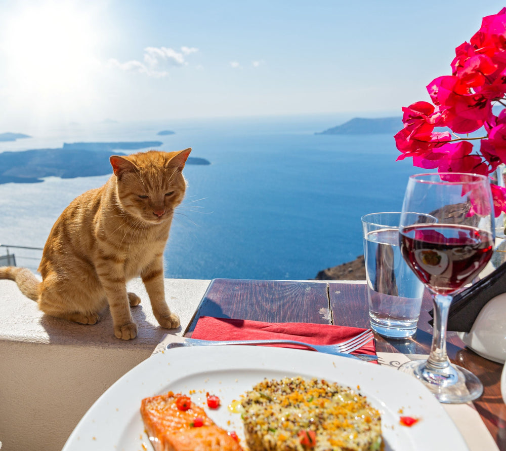 Cat with Mediterranean food with ocean background