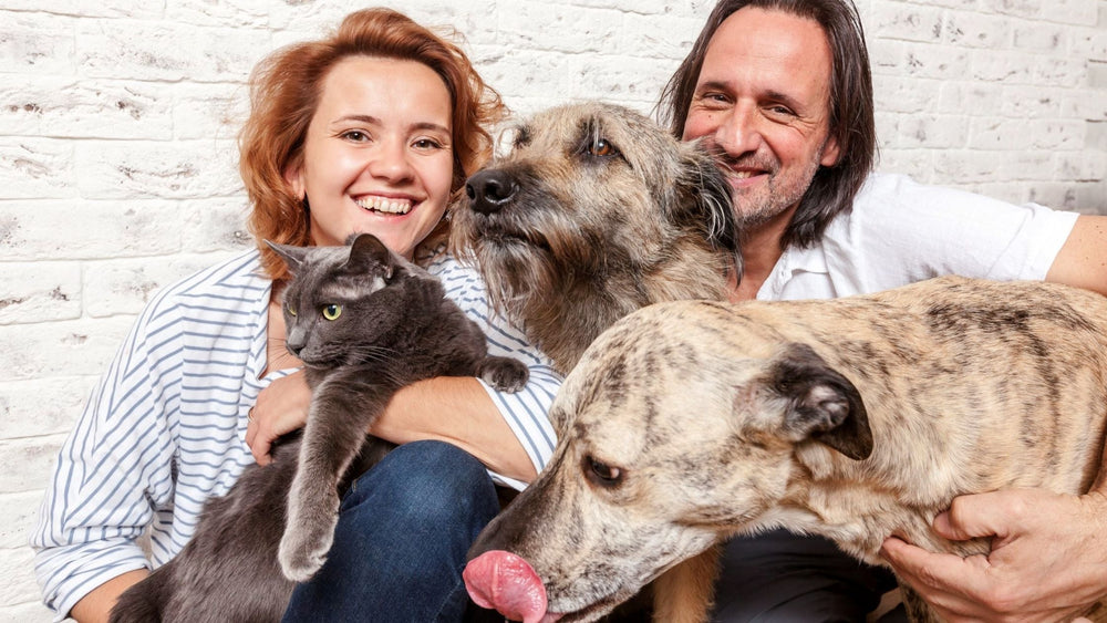 Man and woman with two dogs and a cat family portrait