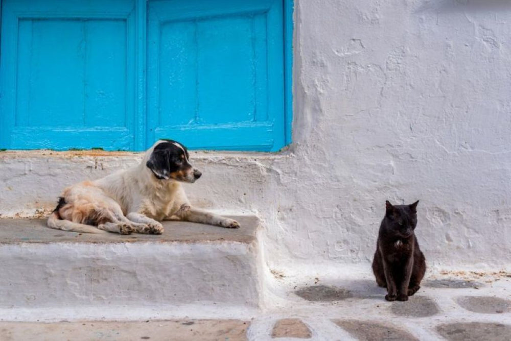 A dog and a cat in front of a typical Greek white wall