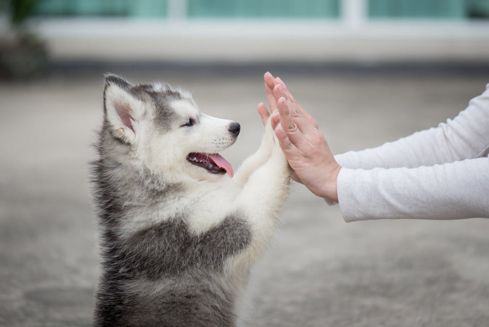 Young Husky pressing his paws against the hands of a woman