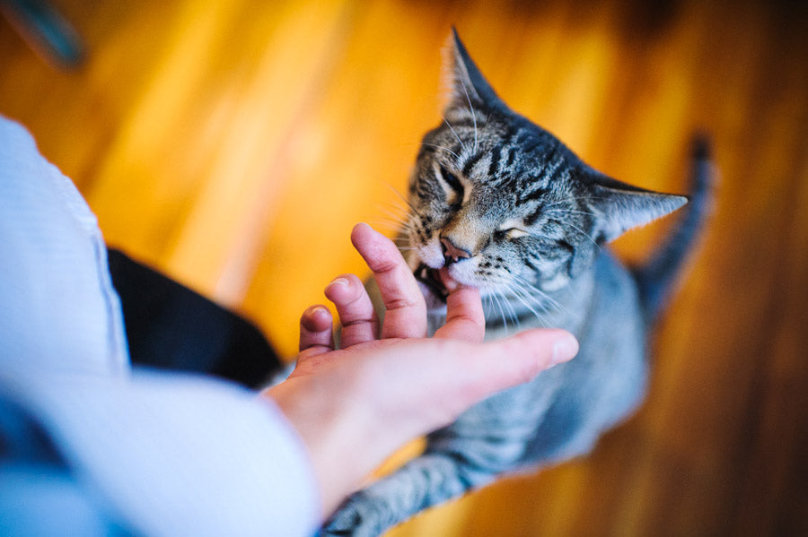 A woman hand feeding gray cat