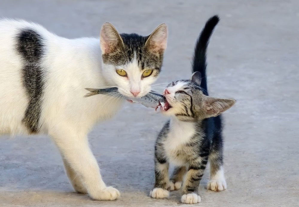 Mother cat feeding kitten raw fish